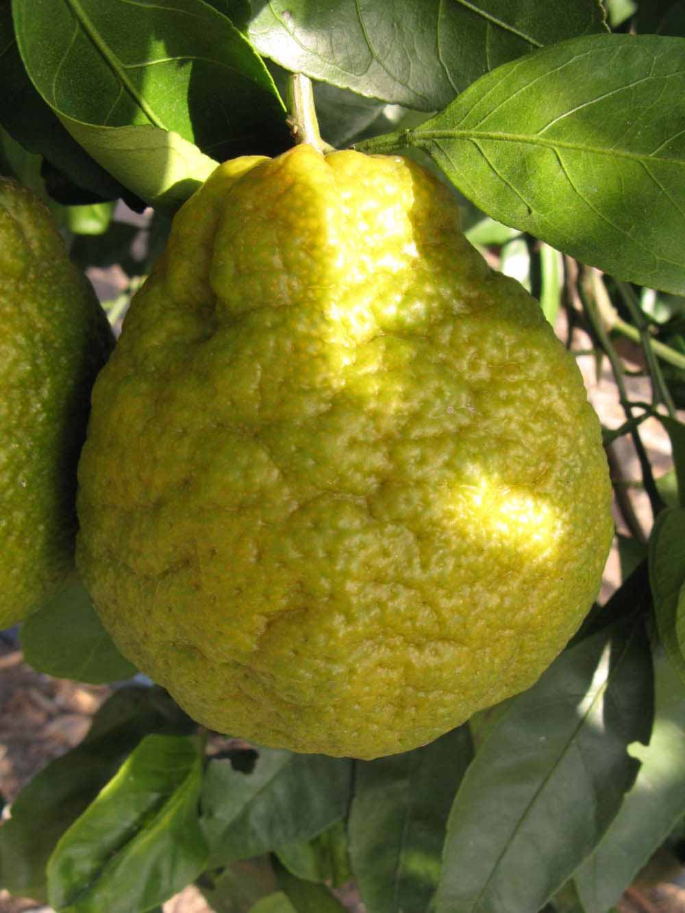              Fruit (Winter Haven, FL)       